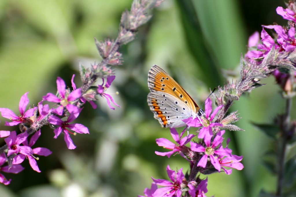 Lycaena dispar